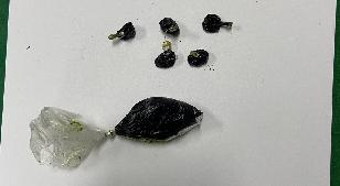 20.6.17 마약소지 러시아 선원 4명 검거